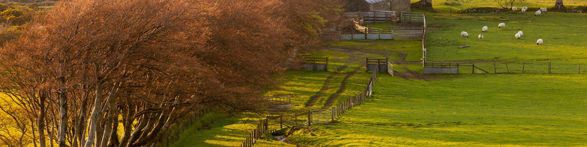Farm scenes