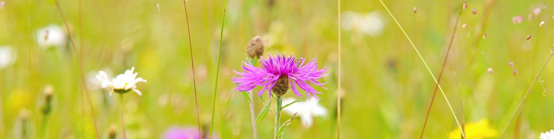 Wildflowers (2)