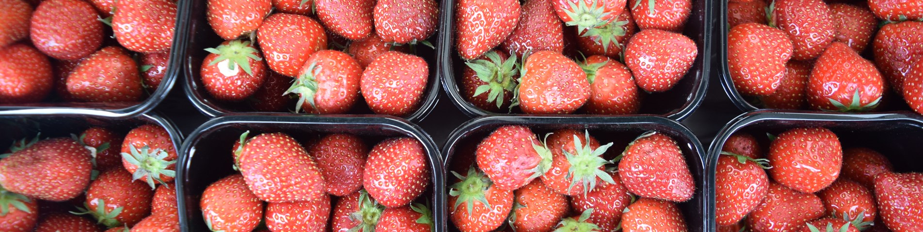 Strawberries SOUTH WARWICKSHIRE HOSPITALS - JUNE 2015 (31).JPG