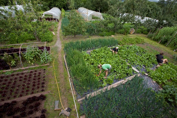 harvesting crops on mixed farm
