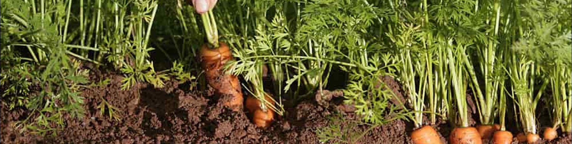 sa_carrots.jpg
