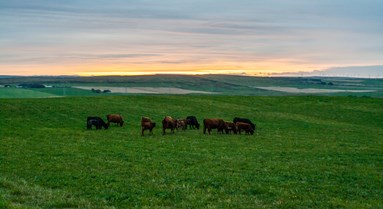 Organic Certification in Scotland