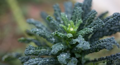 The Organic Market Report