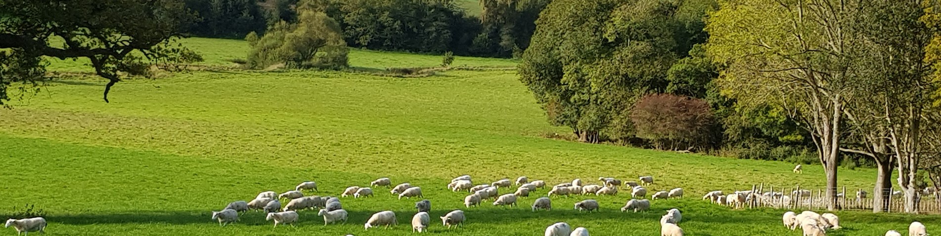 Dancey farm story 2.jpg (1)