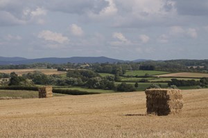 Grow Back Better Manifesto