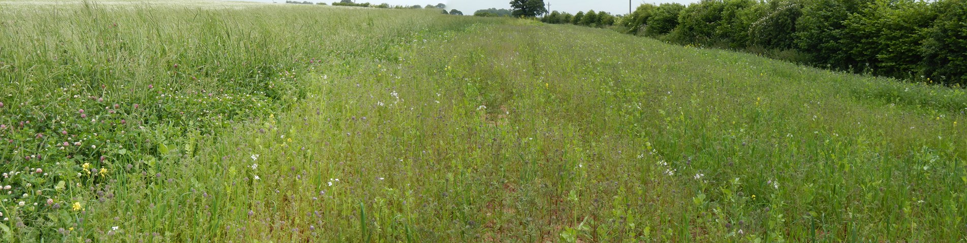 wildlife_margin_green-acres_farm_organic.jpg