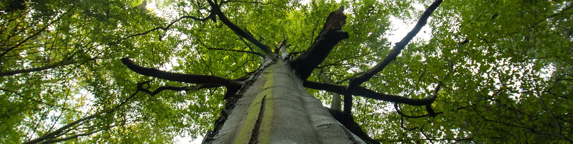 baobab sh.jpg