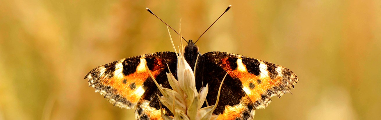 tortoiseshell_istock_purchased 130218_RG.jpg
