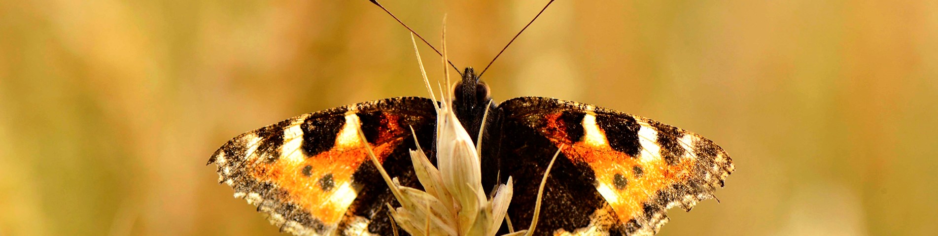 tortoiseshell_istock_purchased 130218_RG.jpg (1)