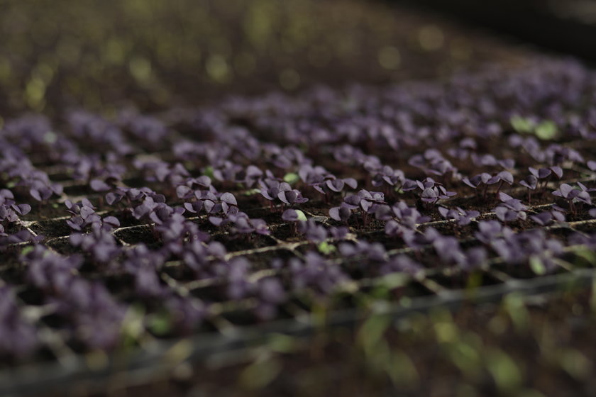 2018: The year to define UK Agriculture?