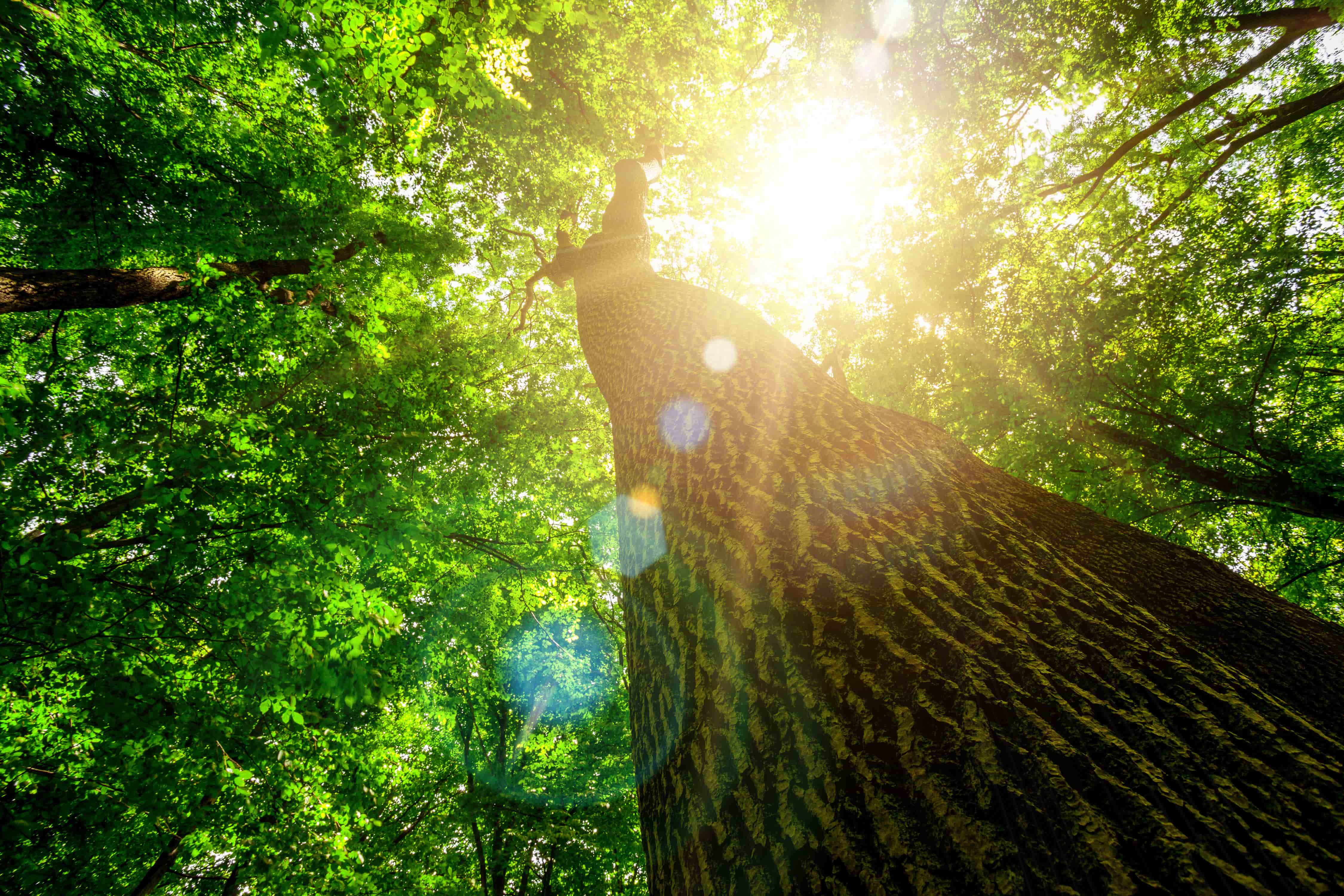 Protecting and celebrating trees