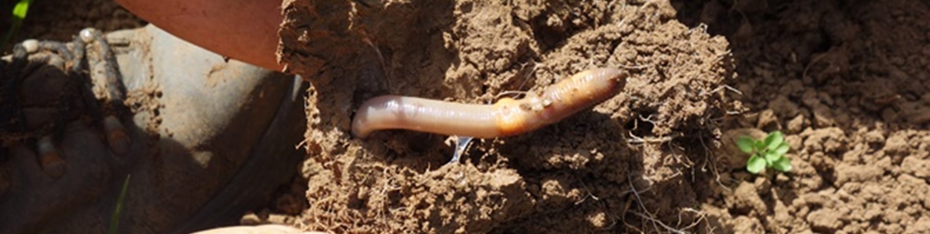 worms and soil .jpg