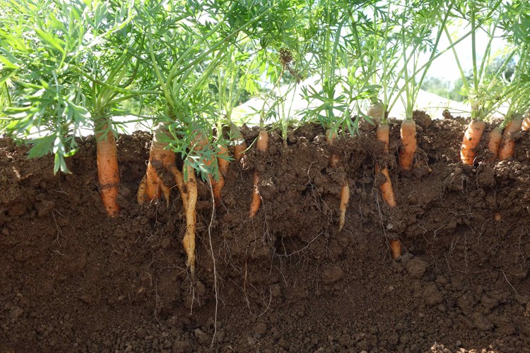 carrots in soil