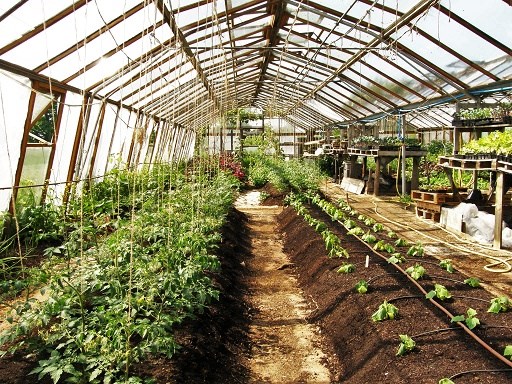 Bengrove Market Garden