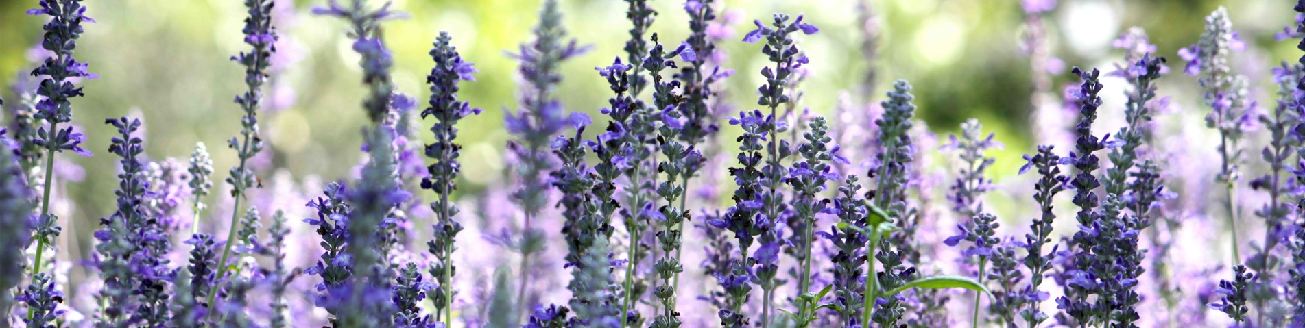 lavender homepage banner.jpg