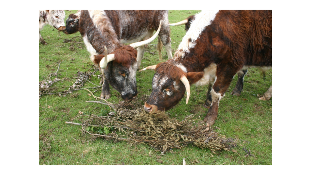 Animals feeding from trees