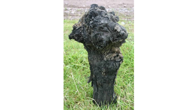 ancient tree stump