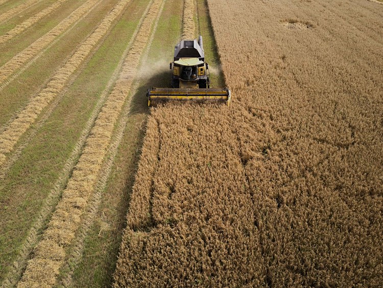 combine harvester in a field