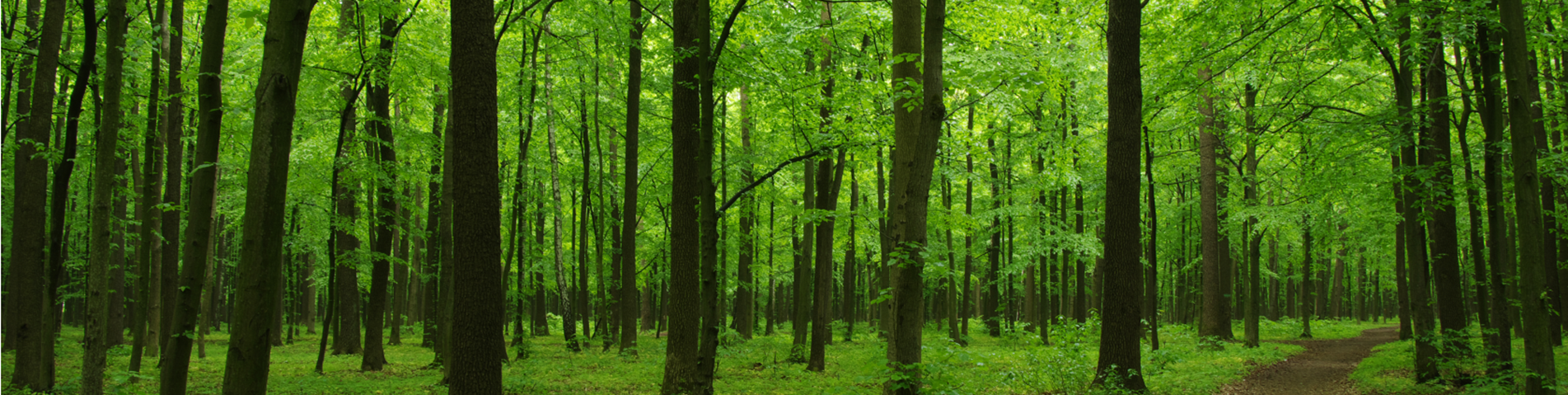 Green forest banner cropped