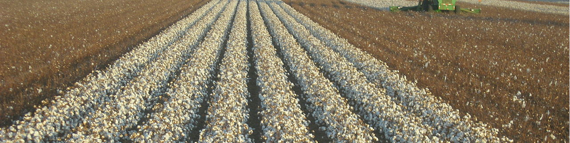 Cotton fields banner