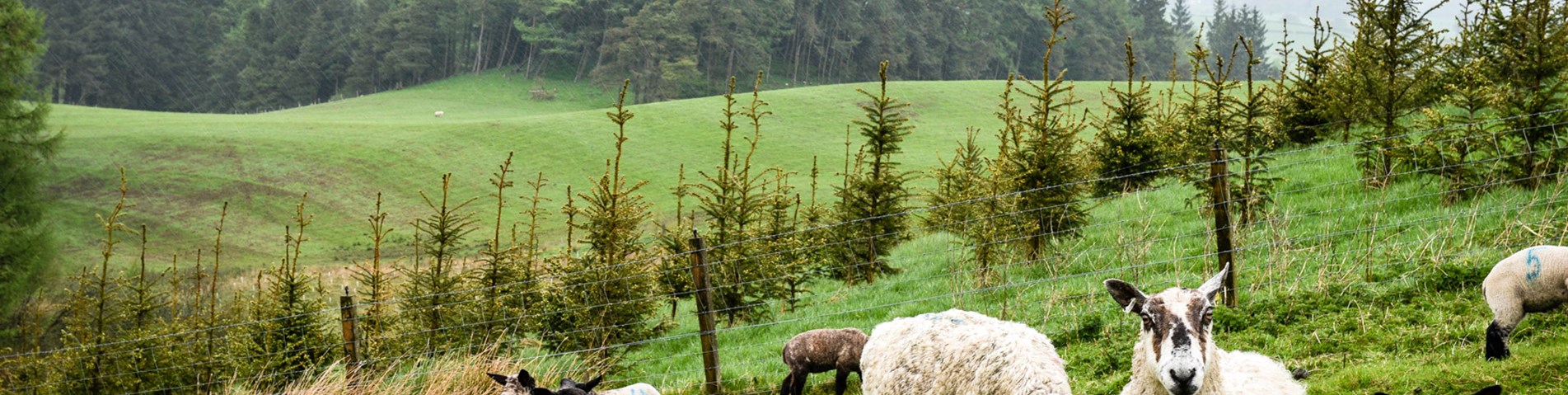 sheep and sapling firs.jpg