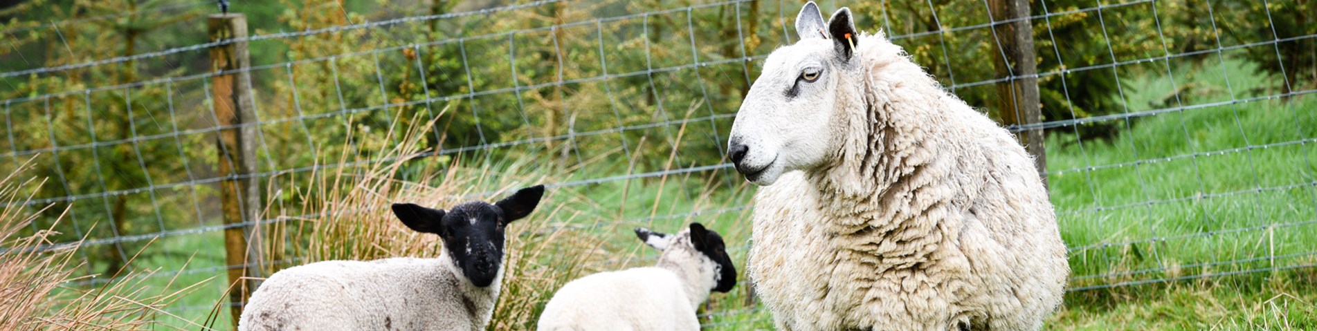 sheep fence firs.jpg