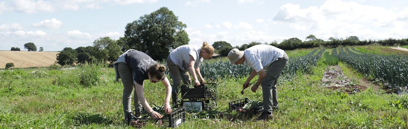 The Community Farm2_211.jpg