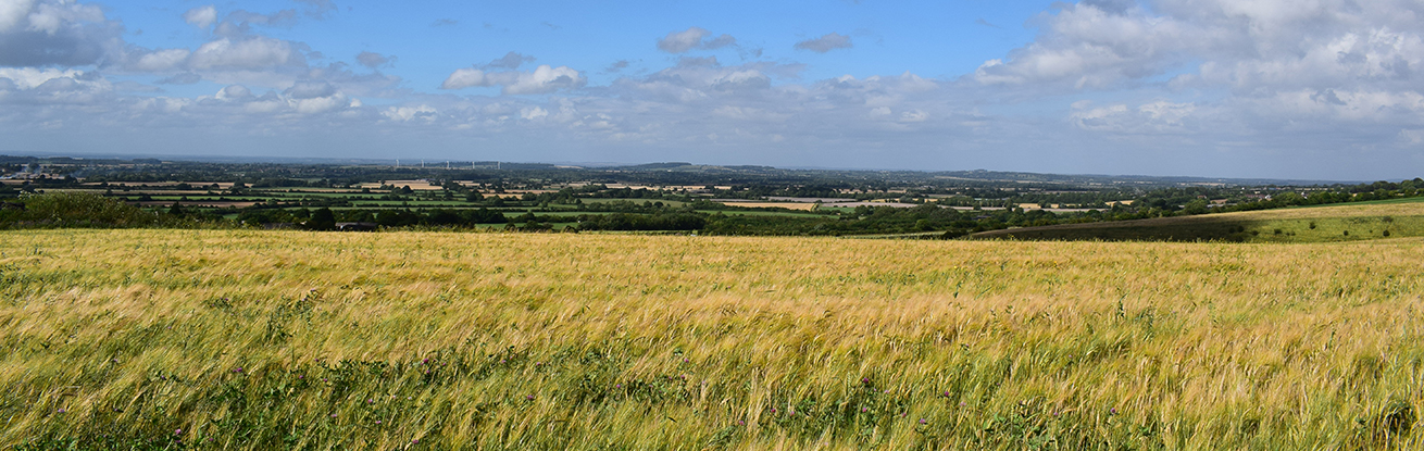 field countryside.jpg (1)