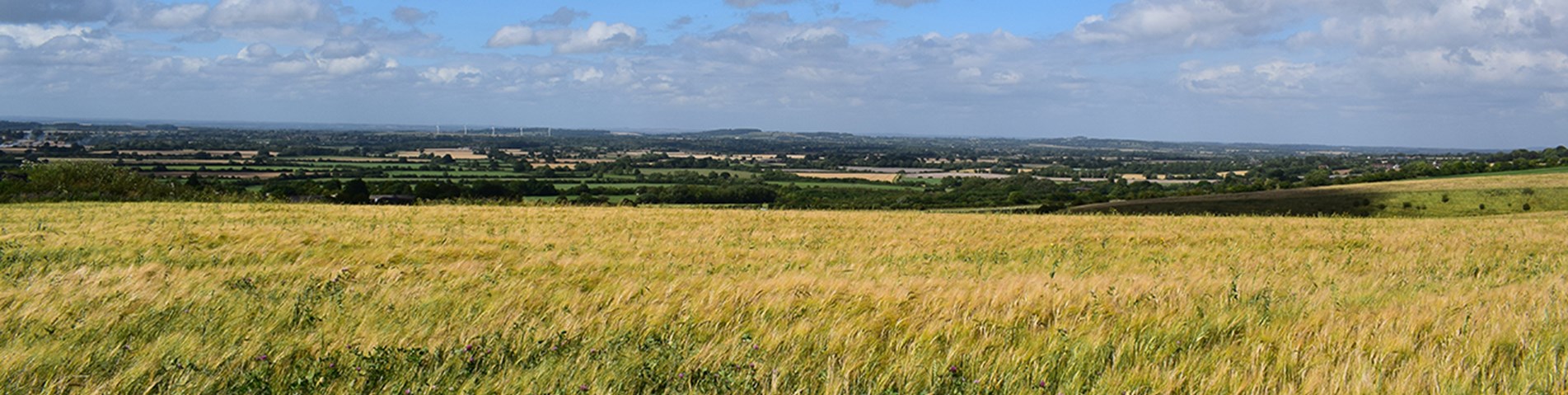 field countryside.jpg (1)