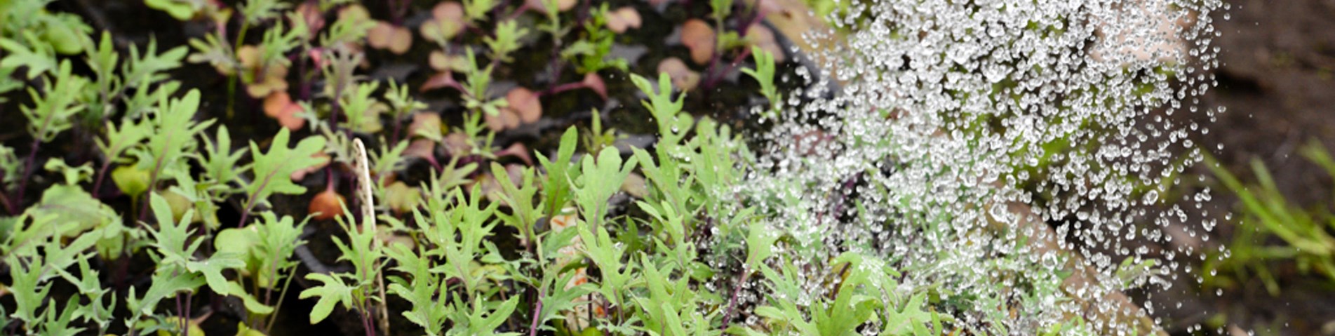 Watering kale seedlings.jpg
