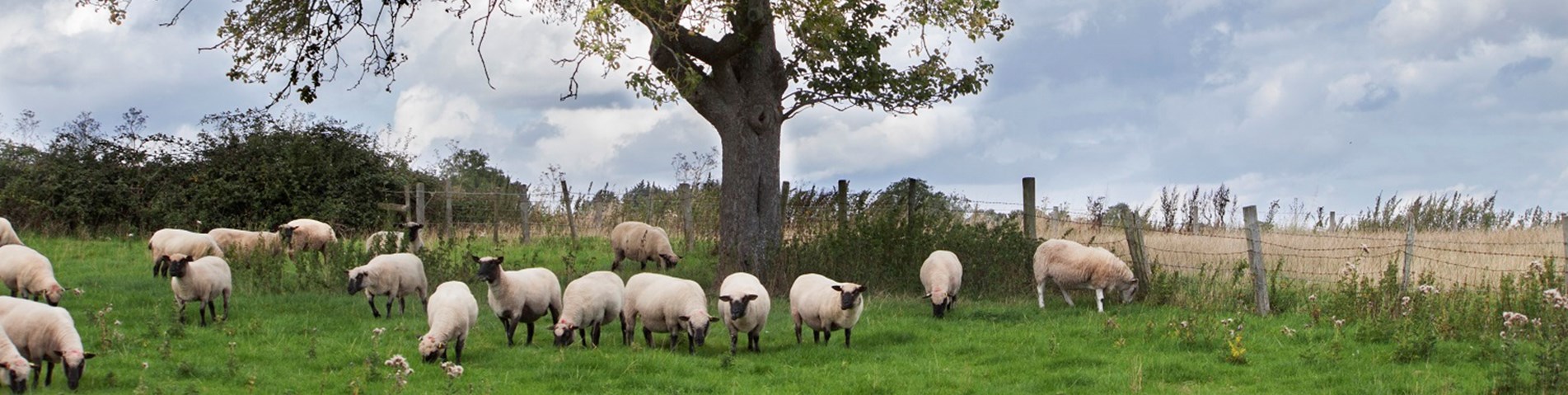 Showle Court_016-Twitter.jpg