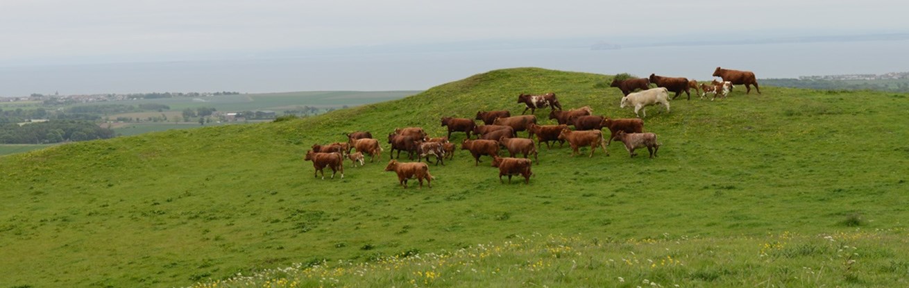 What is mob grazing anyway?
