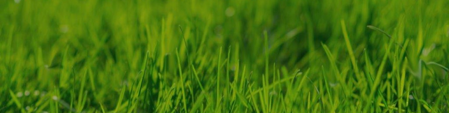 Grass-background-with-dark-filter-image-no-text.jpg