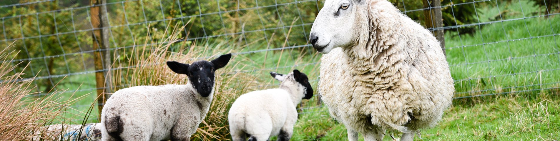sheep fence firs.jpg