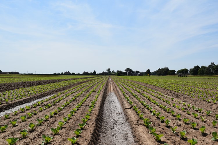 Horticulture field
