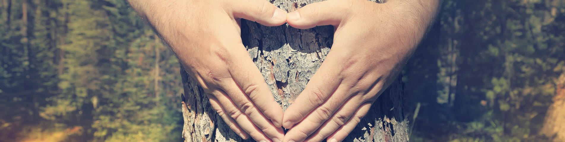 hands around tree.jpg