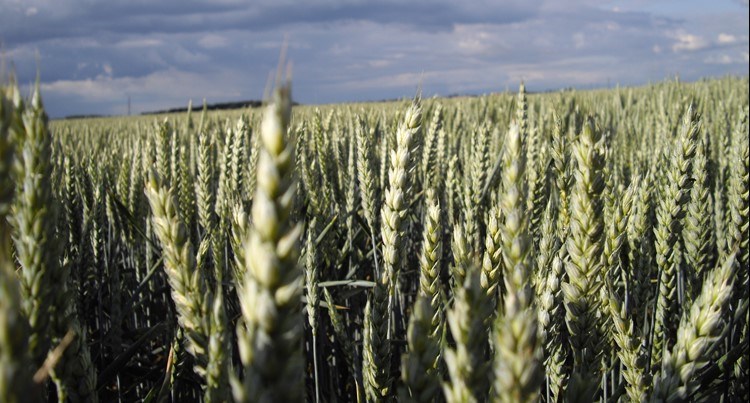 wheat against dark sky