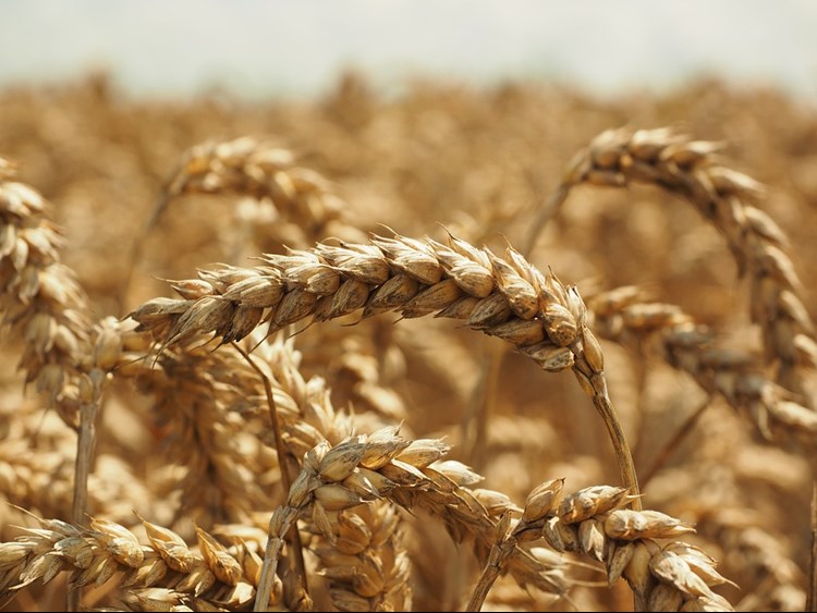 Close up of wheat