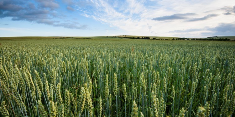 wheat field