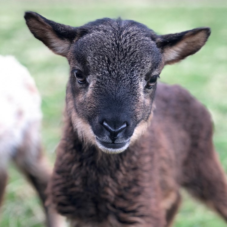 Organic lamb - The Lint Mill B&B