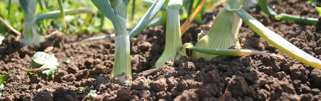 Climate change can only be halted from the ground up