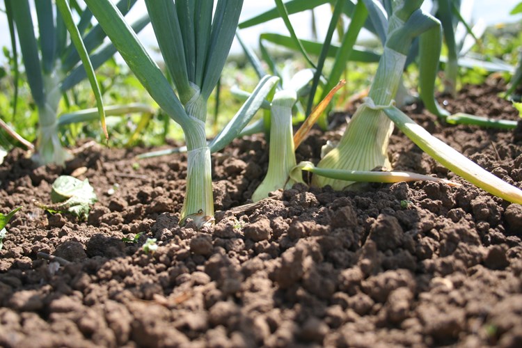 vegetables growing in soil
