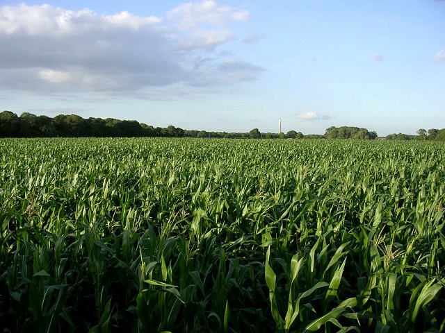 Corn crops