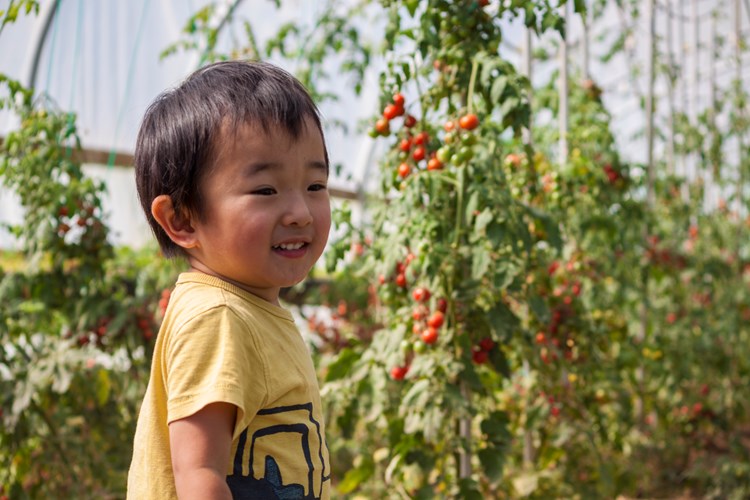child with tomatoes growing in the background
