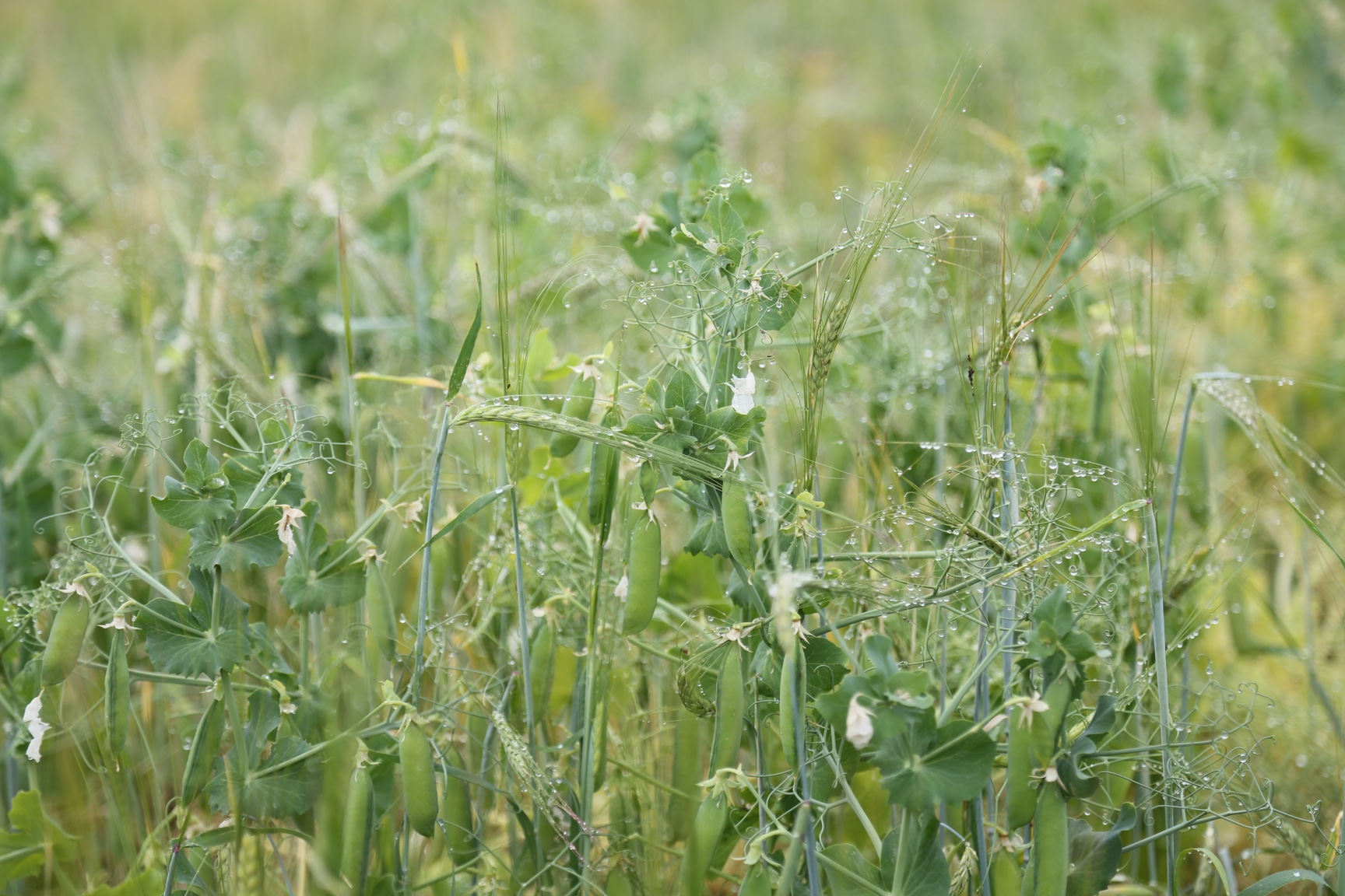 New Farming and Food Production Group