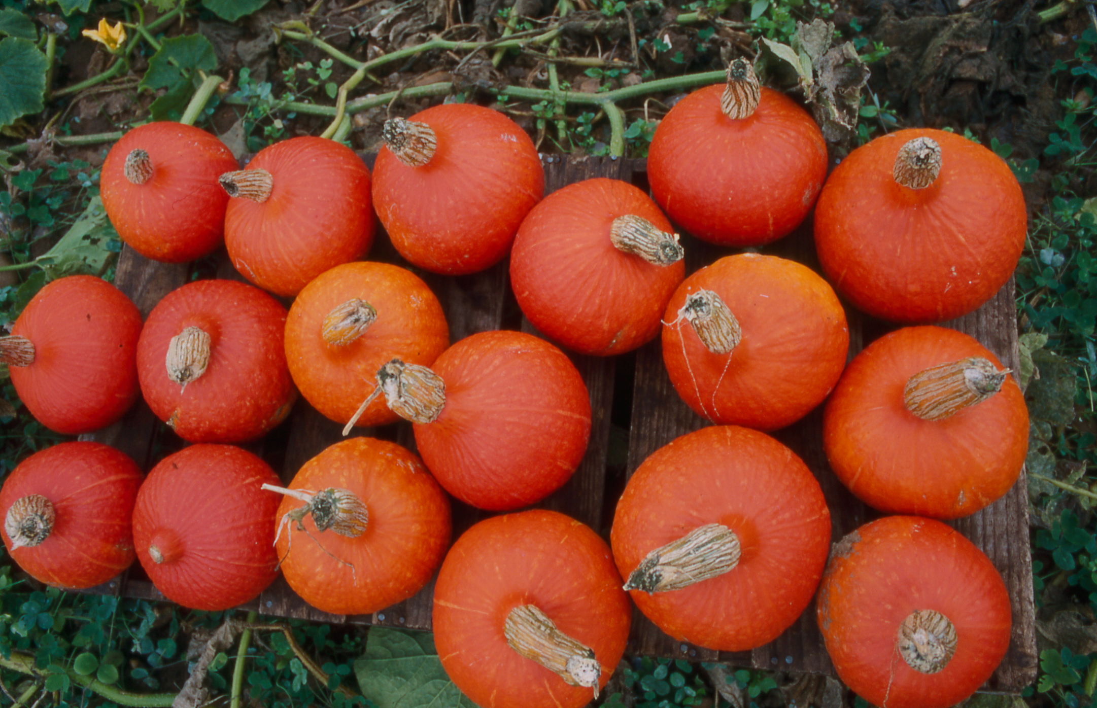 Spooky, Spicy Pumpkin Soup