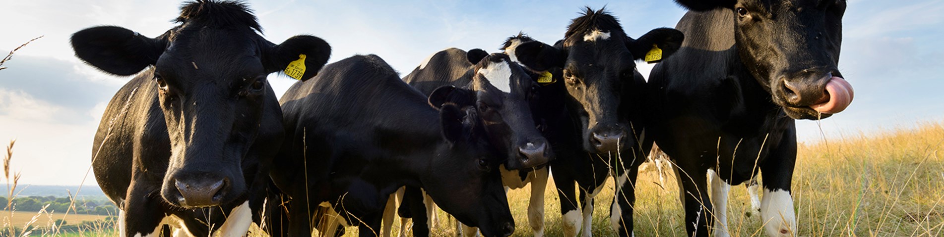 helens-farm-2 pretty cows twitter.jpg