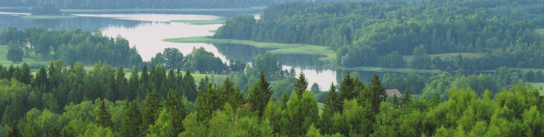 late spring in Latvian forests_banner.jpg