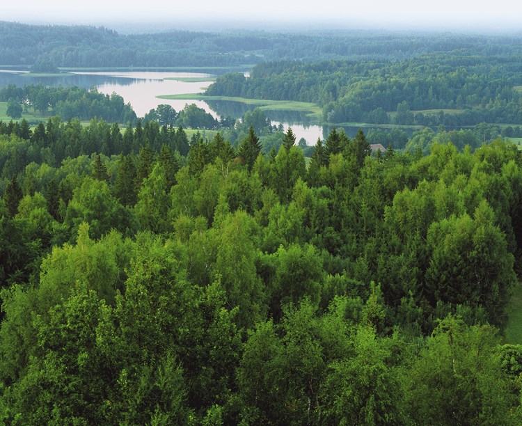 Latvian forest