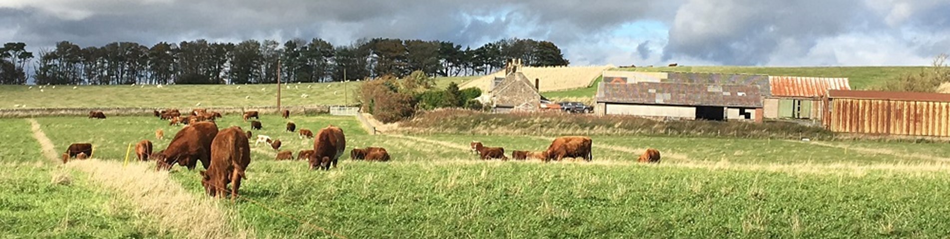 Mob grazing field web size.jpg